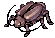 Thief Bug (female)